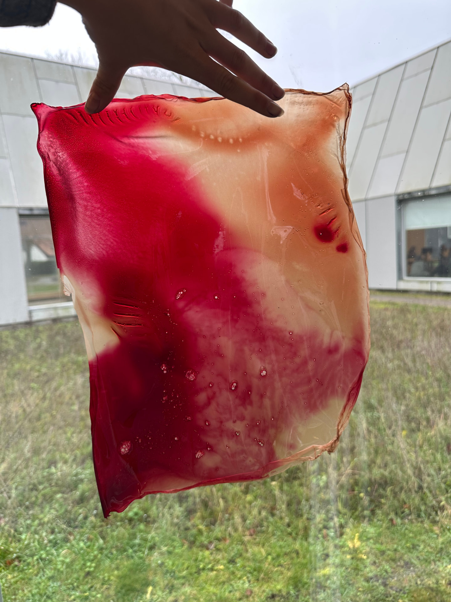 A translucent red and amber bioplastic sheet held up against daylight.
